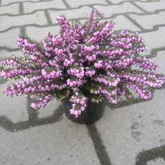 Vřesovec pleťový 'Loughrigg' - Erica carnea 'Loughrigg'