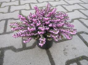 Vřesovec pleťový 'Loughrigg' - Erica carnea 'Loughrigg'