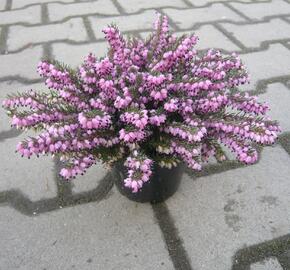 Vřesovec pleťový 'Loughrigg' - Erica carnea 'Loughrigg'