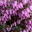Vřesovec pleťový 'Loughrigg' - Erica carnea 'Loughrigg'