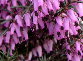 Vřesovec pleťový 'Loughrigg' - Erica carnea 'Loughrigg'