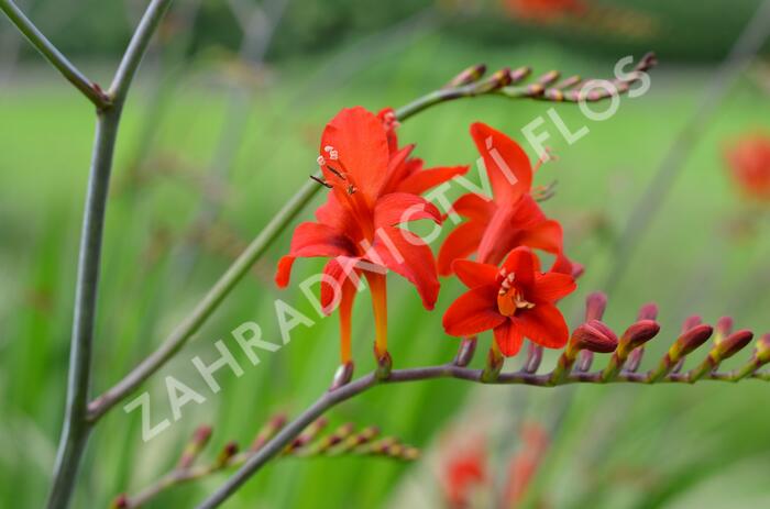 Křešina, montbrécie 'Lucifer' - Crocosmia 'Lucifer'