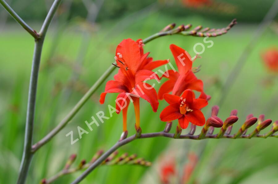 Křešina, montbrécie 'Lucifer' - Crocosmia 'Lucifer'