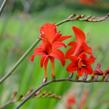 Křešina, montbrécie 'Lucifer' - Crocosmia 'Lucifer'