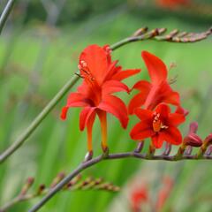 Křešina, montbrécie 'Lucifer' - Crocosmia 'Lucifer'