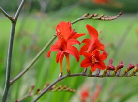 Křešina, montbrécie 'Lucifer' - Crocosmia 'Lucifer'