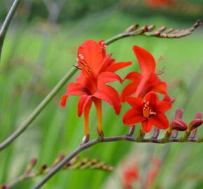 Křešina, montbrécie 'Lucifer' - Crocosmia 'Lucifer'