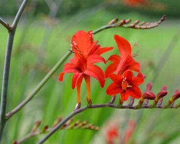 Křešina, montbrécie 'Lucifer'