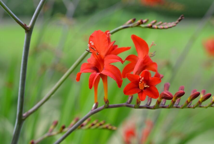 Křešina, montbrécie 'Lucifer' - Crocosmia 'Lucifer'