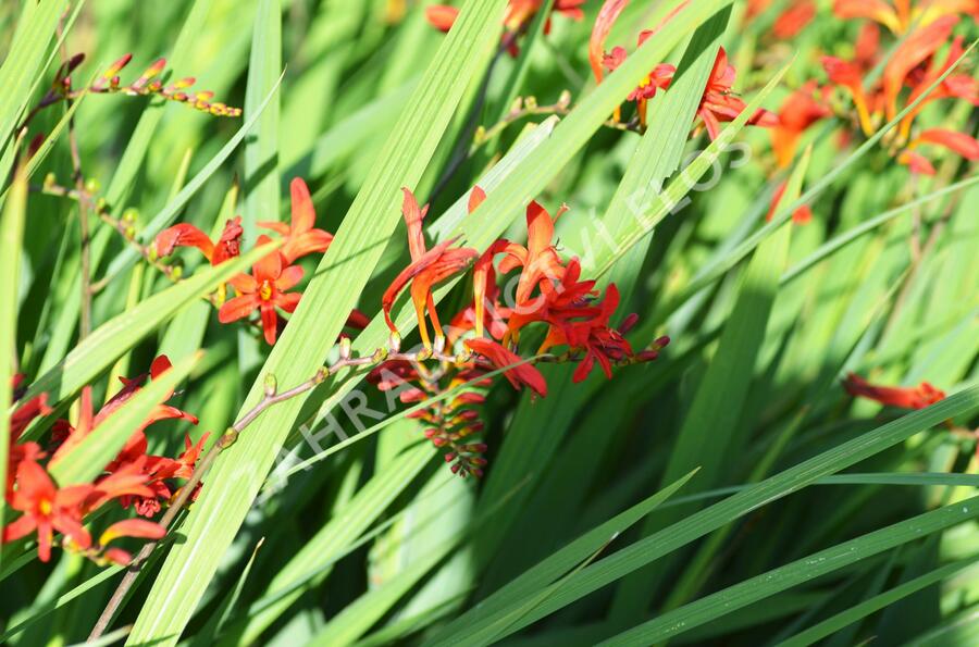 Křešina, montbrécie 'Lucifer' - Crocosmia 'Lucifer'