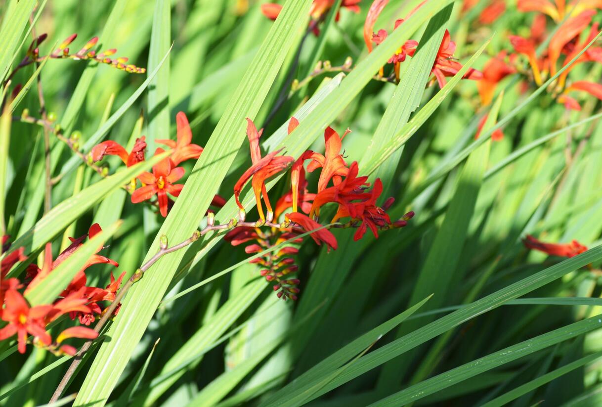 Křešina, montbrécie 'Lucifer' - Crocosmia 'Lucifer'