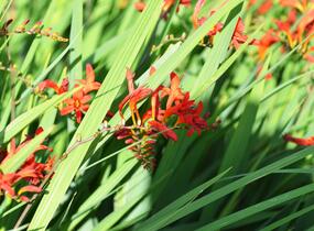 Křešina, montbrécie 'Lucifer' - Crocosmia 'Lucifer'