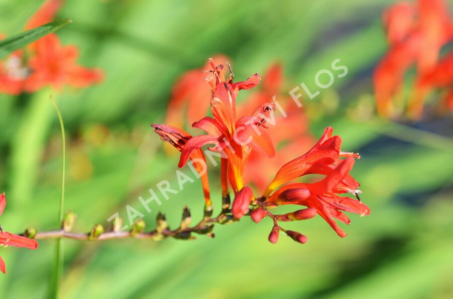 Křešina, montbrécie 'Lucifer' - Crocosmia 'Lucifer'