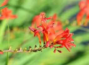 Křešina, montbrécie 'Lucifer' - Crocosmia 'Lucifer'