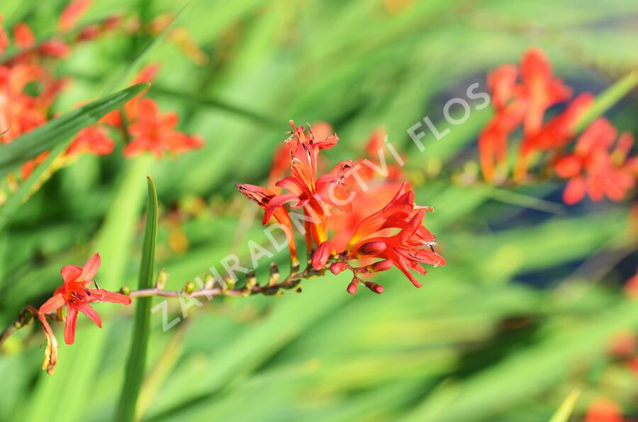 Křešina, montbrécie 'Lucifer' - Crocosmia 'Lucifer'