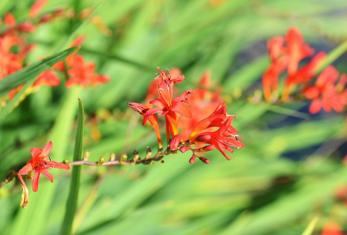 Křešina, montbrécie 'Lucifer' - Crocosmia 'Lucifer'