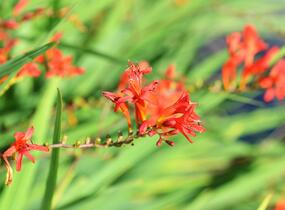 Křešina, montbrécie 'Lucifer' - Crocosmia 'Lucifer'