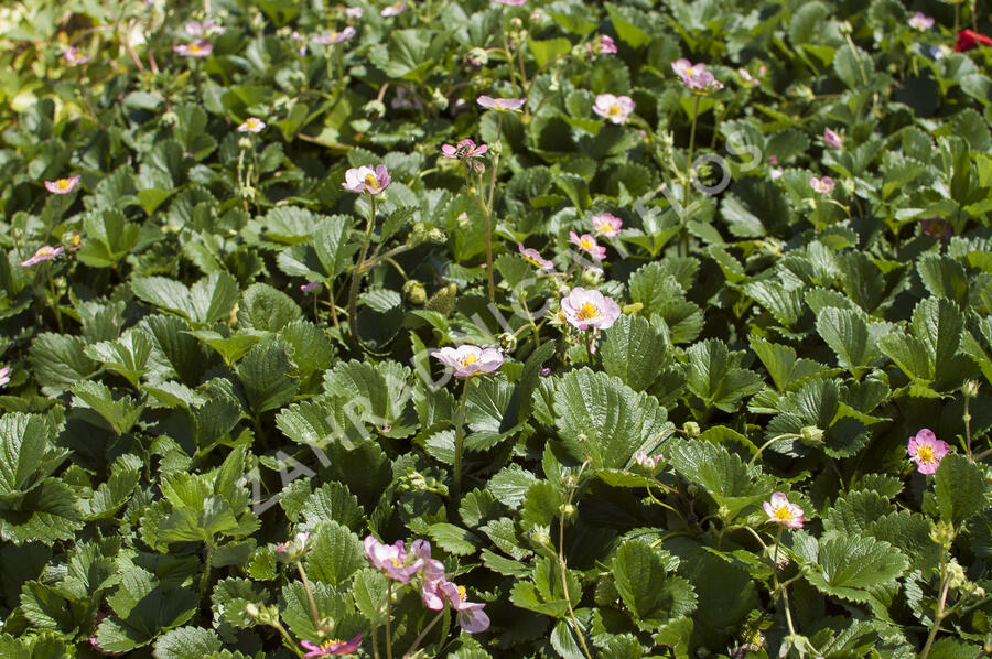 Jahodník stáleplodící 'Gasana' F1 - Fragaria ananassa 'Gasana' F1