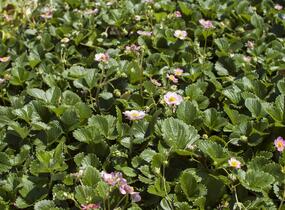 Jahodník stáleplodící 'Gasana' F1 - Fragaria ananassa 'Gasana' F1