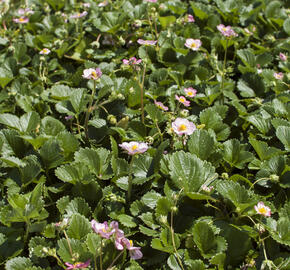 Jahodník stáleplodící 'Gasana' F1 - Fragaria ananassa 'Gasana' F1