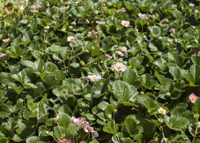 Jahodník stáleplodící 'Gasana' F1 - Fragaria ananassa 'Gasana' F1