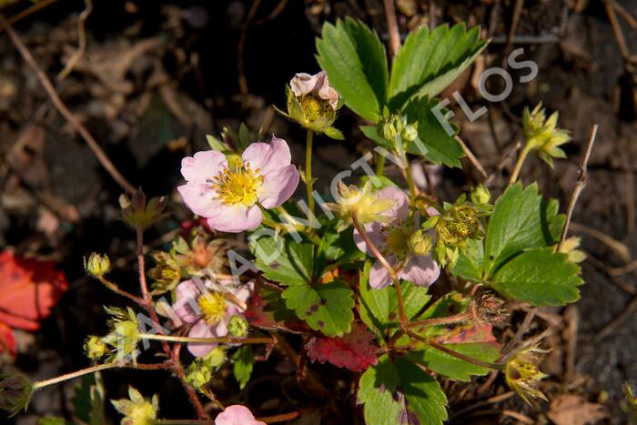 Jahodník stáleplodící 'Gasana' F1 - Fragaria ananassa 'Gasana' F1