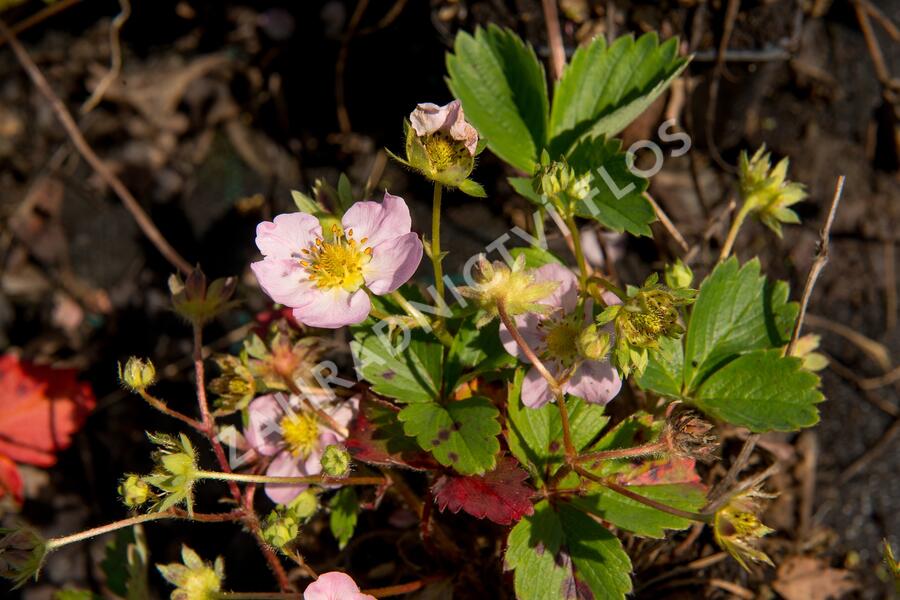 Jahodník stáleplodící 'Gasana' F1 - Fragaria ananassa 'Gasana' F1