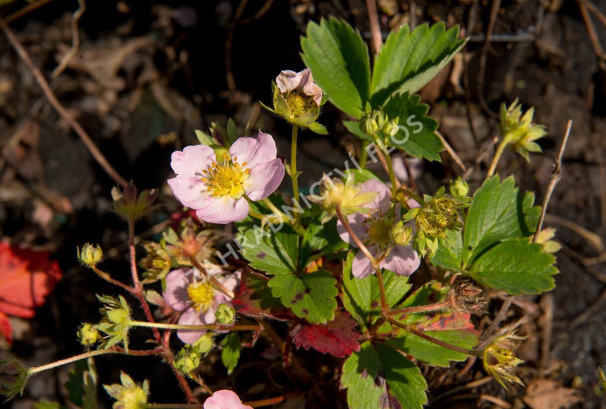 Jahodník stáleplodící 'Gasana' F1 - Fragaria ananassa 'Gasana' F1