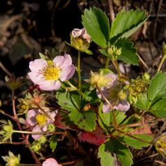 Jahodník stáleplodící 'Gasana' F1 - Fragaria ananassa 'Gasana' F1