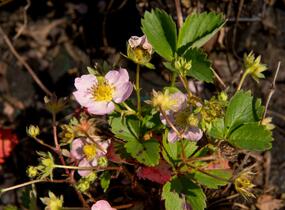 Jahodník stáleplodící 'Gasana' F1 - Fragaria ananassa 'Gasana' F1