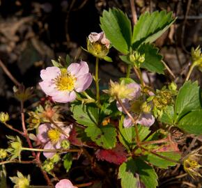 Jahodník stáleplodící 'Gasana' F1 - Fragaria ananassa 'Gasana' F1