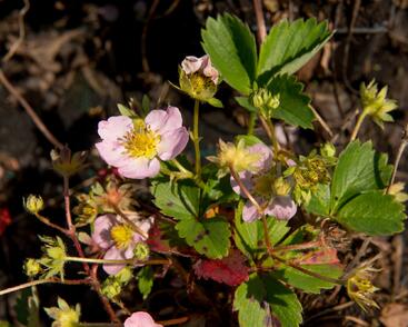 Jahodník stáleplodící 'Gasana' F1