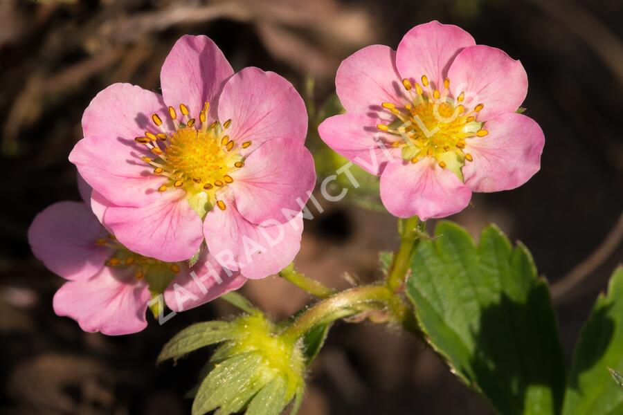 Jahodník stáleplodící 'Gasana' F1 - Fragaria ananassa 'Gasana' F1