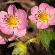 Jahodník stáleplodící 'Gasana' F1 - Fragaria ananassa 'Gasana' F1