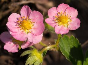 Jahodník stáleplodící 'Gasana' F1 - Fragaria ananassa 'Gasana' F1