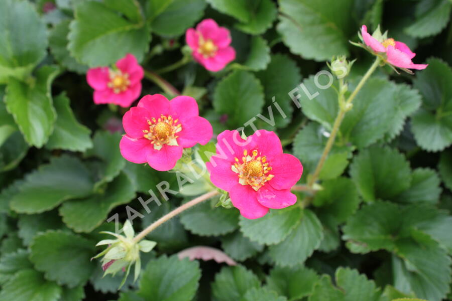 Jahodník stáleplodící 'Ariba Deep Rose' F1 - Fragaria ananassa 'Ariba Deep Rose' F1