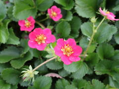 Jahodník stáleplodící 'Ariba Deep Rose' F1 - Fragaria ananassa 'Ariba Deep Rose' F1
