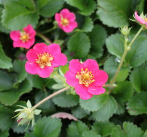 Jahodník stáleplodící 'Ariba Deep Rose' F1 - Fragaria ananassa 'Ariba Deep Rose' F1