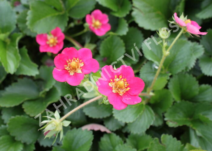 Jahodník stáleplodící 'Ariba Deep Rose' F1 - Fragaria ananassa 'Ariba Deep Rose' F1