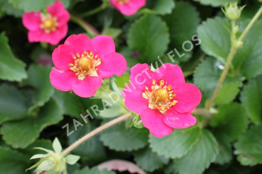 Jahodník stáleplodící 'Ariba Deep Rose' F1 - Fragaria ananassa 'Ariba Deep Rose' F1