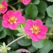 Jahodník stáleplodící 'Ariba Deep Rose' F1 - Fragaria ananassa 'Ariba Deep Rose' F1