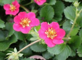 Jahodník stáleplodící 'Ariba Deep Rose' F1 - Fragaria ananassa 'Ariba Deep Rose' F1