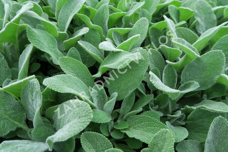 Čistec vlnatý 'Simba' - Stachys byzantina 'Simba'