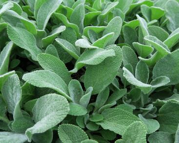 Čistec vlnatý 'Simba'