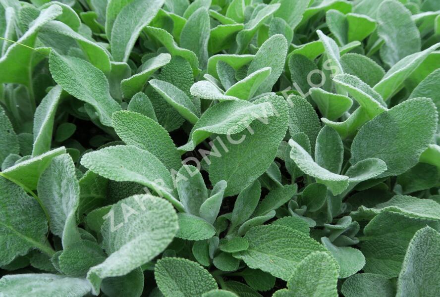 Čistec vlnatý 'Simba' - Stachys byzantina 'Simba'