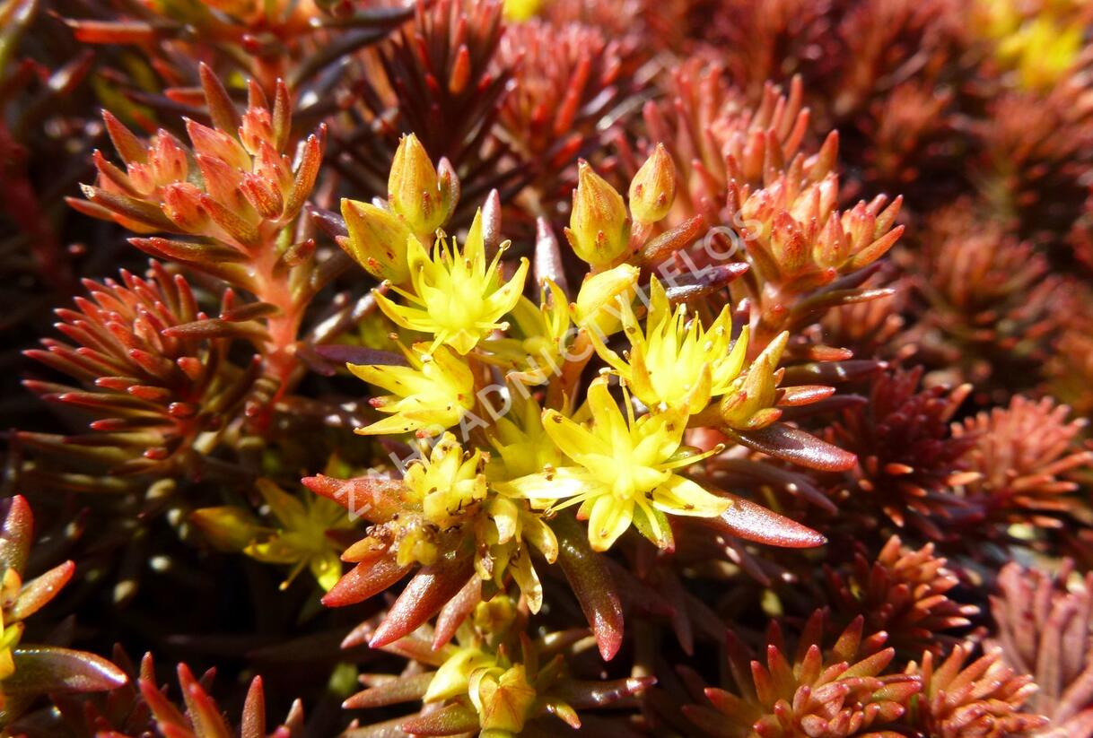 Rozchodník 'Chocolate Ball' - Sedum hakonense 'Chocolate Ball'