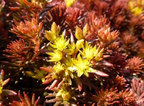 Rozchodník 'Chocolate Ball' - Sedum hakonense 'Chocolate Ball'