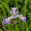 Kosatec různobarevný 'Gerald Darby' - Iris versicolor 'Gerald Darby'