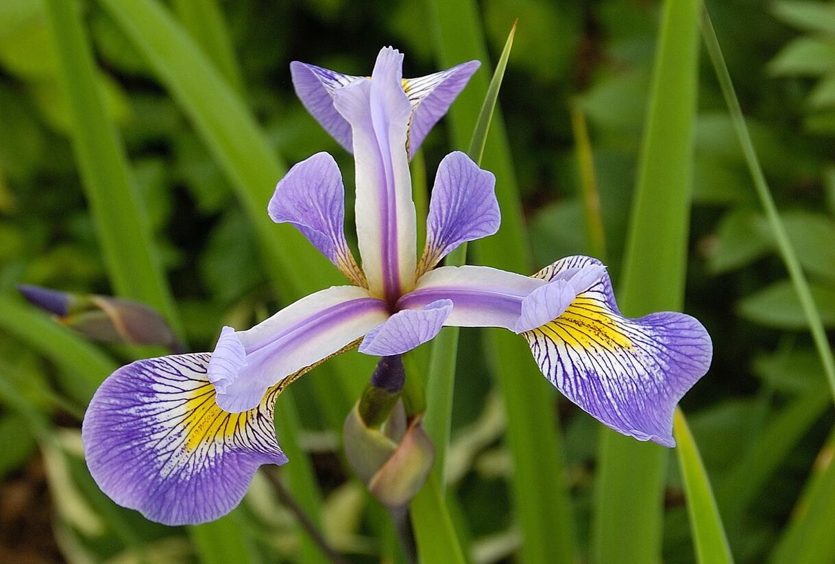 Kosatec různobarevný 'Gerald Darby' - Iris versicolor 'Gerald Darby'