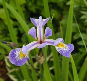 Kosatec různobarevný 'Gerald Darby' - Iris versicolor 'Gerald Darby'